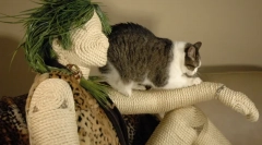 Как да изберем братка, която точно като котка